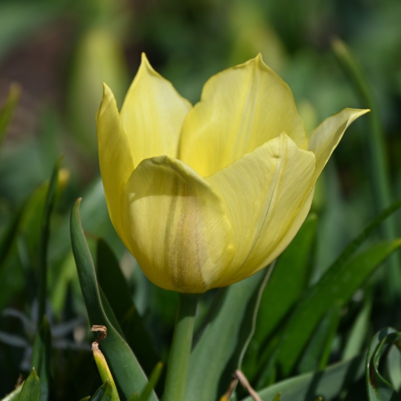 Tulipa 'Duc van Tol Primrose'
