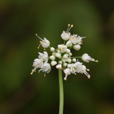 Allium cernuum -White Dwarf-