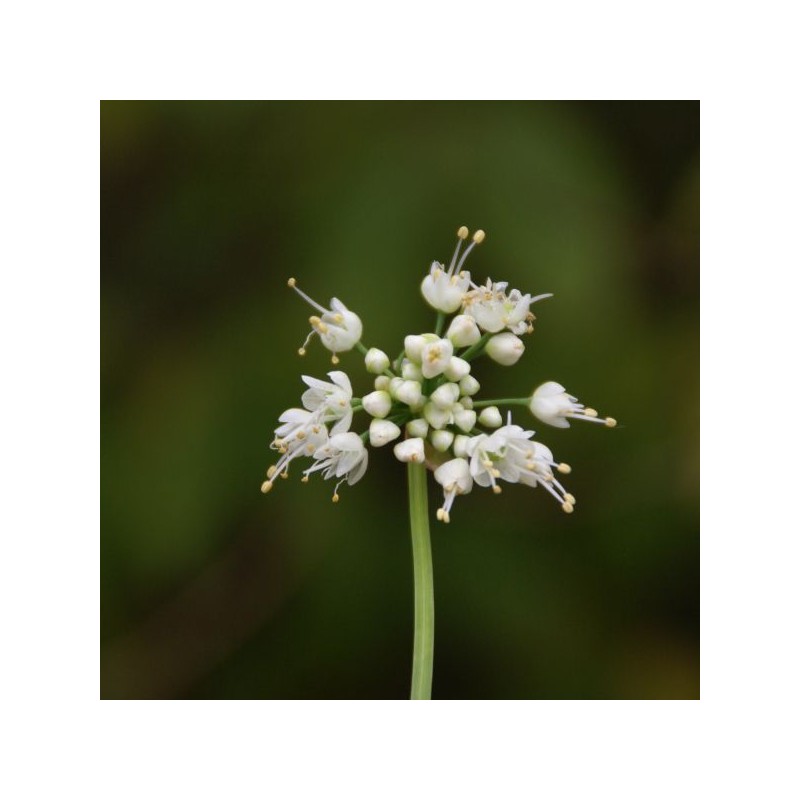 Allium cernuum -White Dwarf- Allium cernuum -White Dwarf-