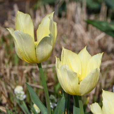 Tulipa 'Duc van Tol Primrose'