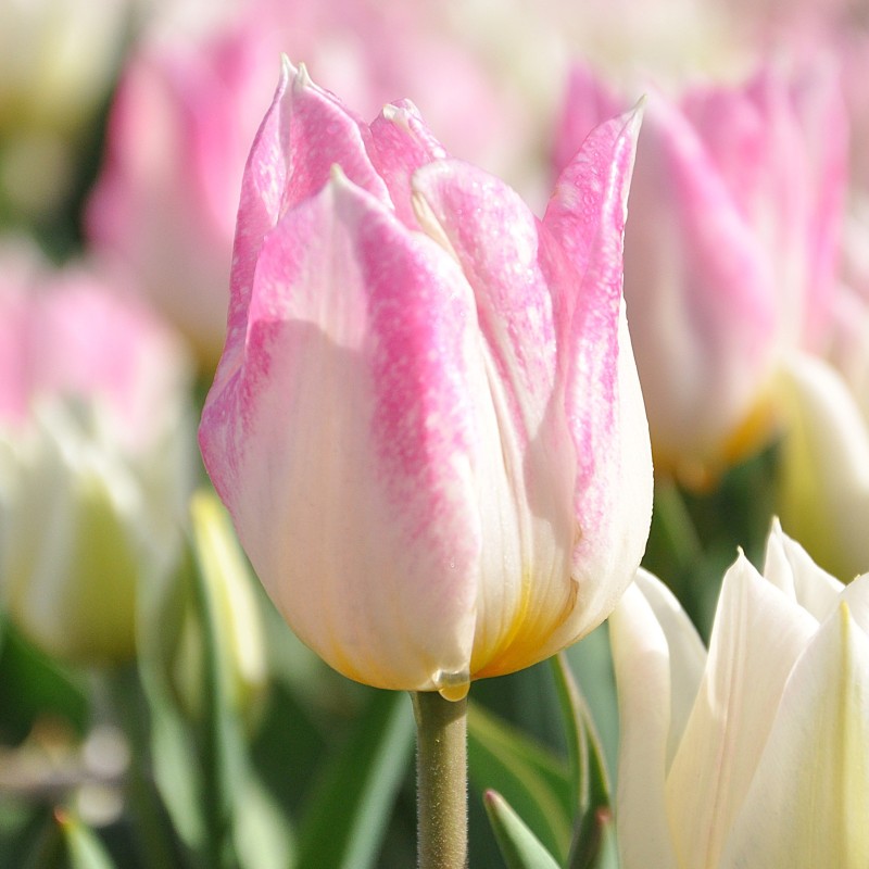 Tulipa 'Duc van Tol Rose'