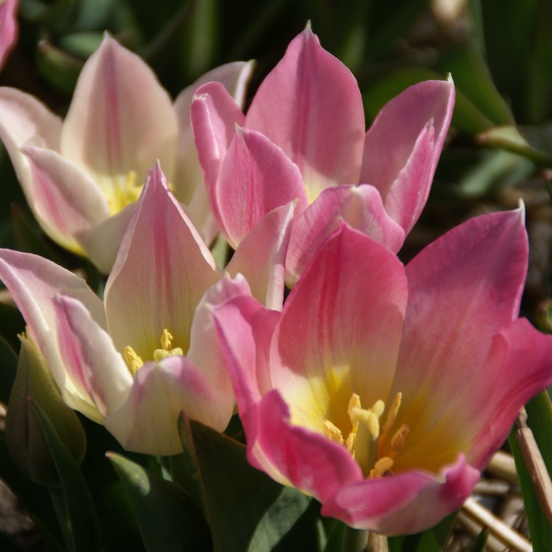 Tulipa 'Duc van Tol Rose'