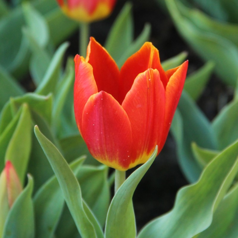 Tulipa 'Duc van Tol Salmon'