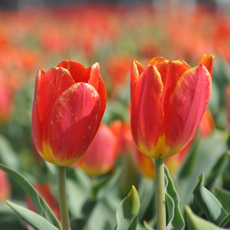 Tulipa 'Duc van Tol Salmon'
