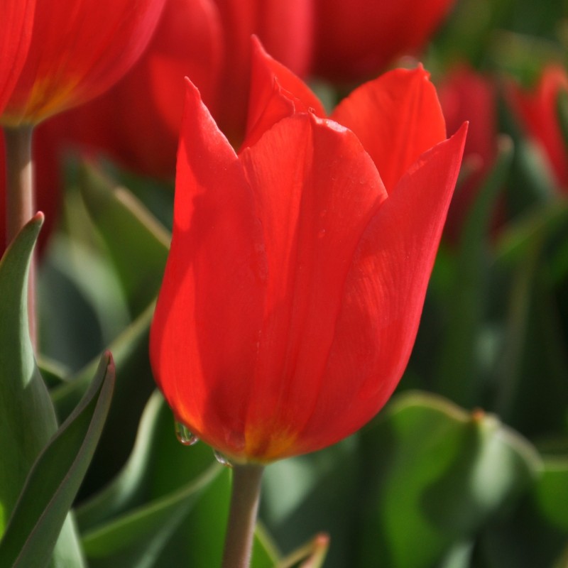Tulipa 'Duc van Tol Scarlet'