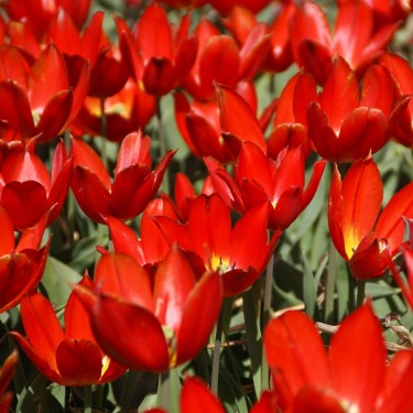 Tulipa 'Duc van Tol Scarlet'