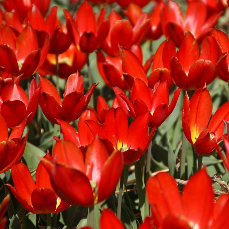 Tulipa 'Duc van Tol Scarlet'