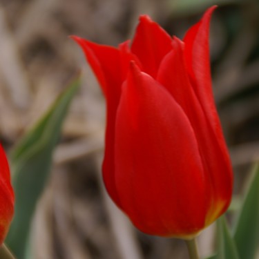 Tulipa 'Duc van Tol Cochineal'