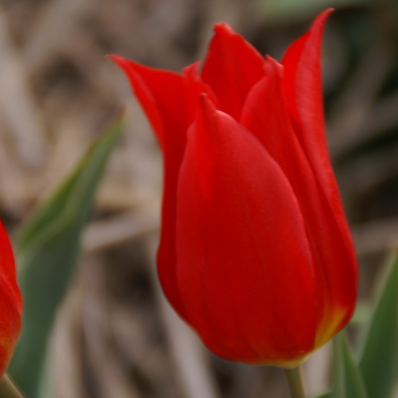 Tulipa 'Duc van Tol Cochineal'