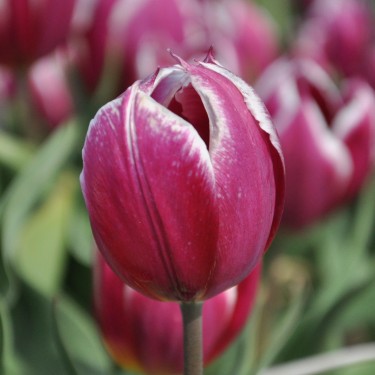 Tulipa 'Duc van Tol Violet'