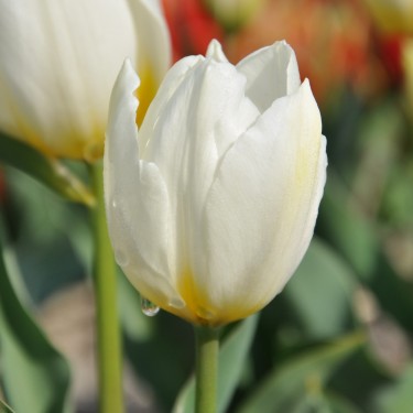 Tulipa 'Duc van Tol White'