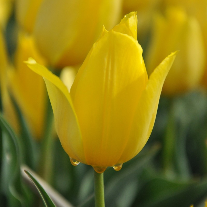 Tulipa 'Duc van Tol Yellow'