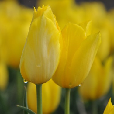 Tulipa 'Duc van Tol Yellow'