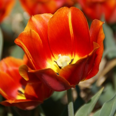 Tulipa 'Duchesse de Parma'