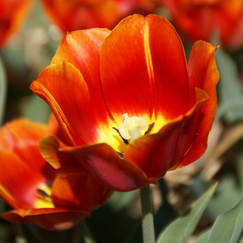 Tulipa 'Duchesse de Parma'
