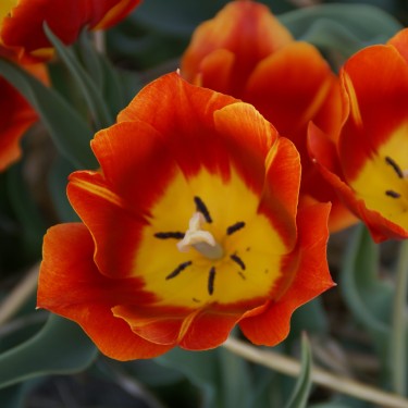 Tulipa 'Duchesse de Parma'