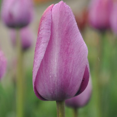 Tulipa 'George Grappe'