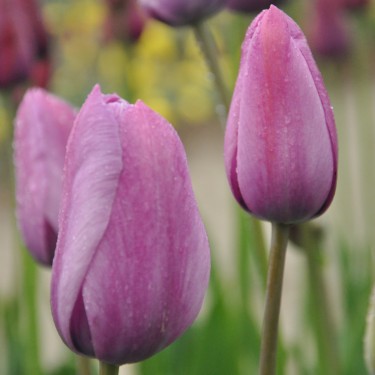 Tulipa 'George Grappe'