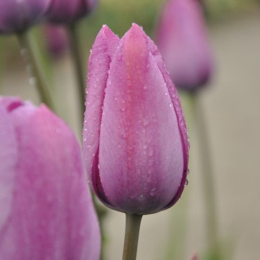 Tulipa 'George Grappe'