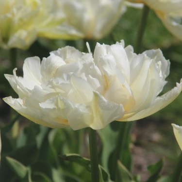 Tulipa 'Gerard Dou'