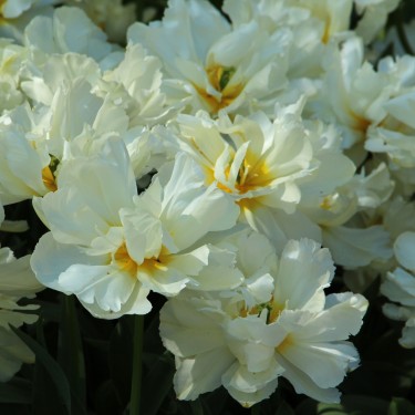 Tulipa 'Gerard Dou'