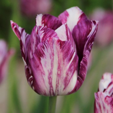 Tulipa 'Gipsy Girl'