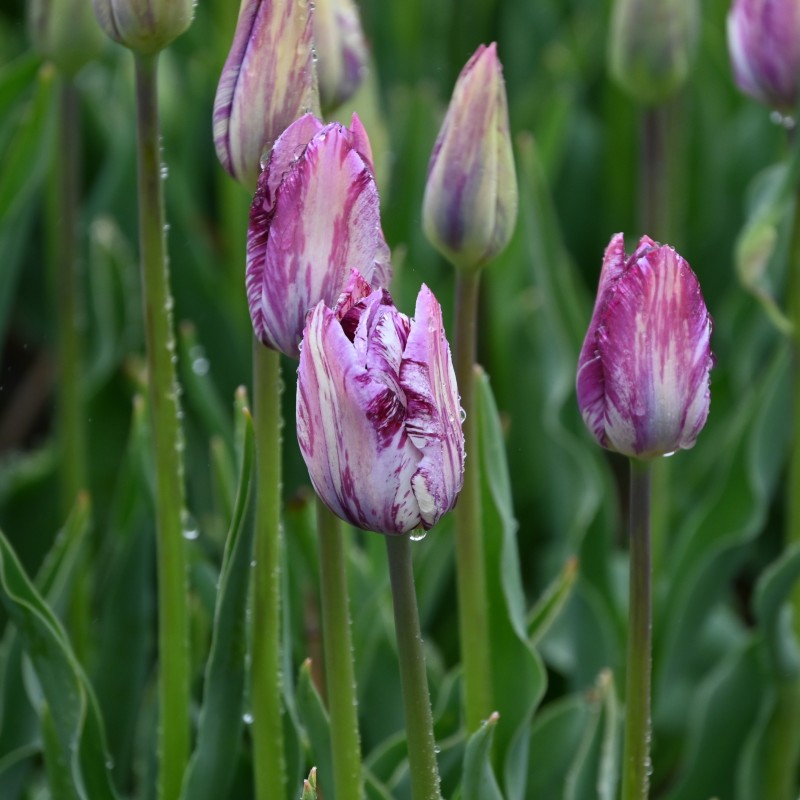 Tulipa 'Gipsy Girl'