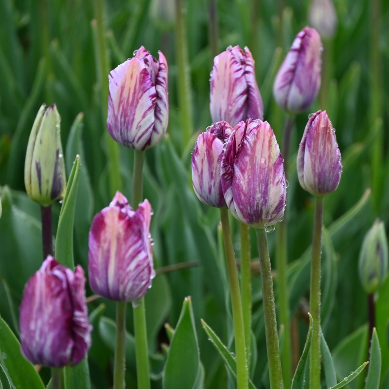 Tulipa 'Gipsy Girl'