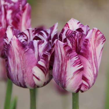 Tulipa 'Gipsy Girl'