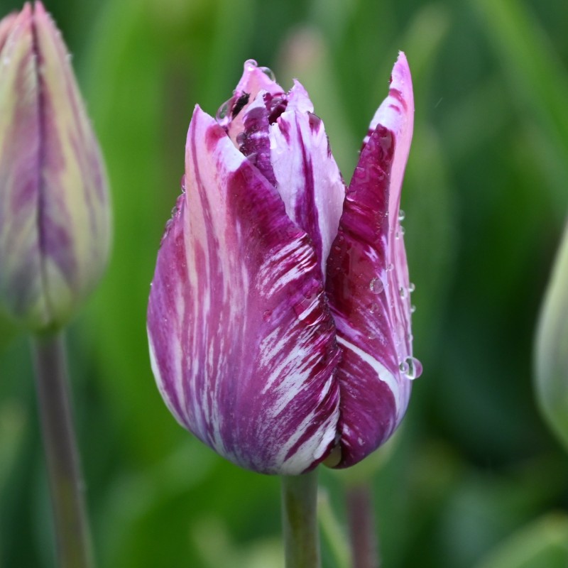 Tulipa 'Gipsy Girl'