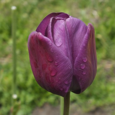 Tulipa 'Greuze'