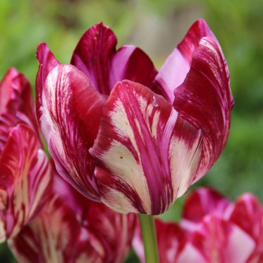 Tulipa 'Inner Wheel' -broken-