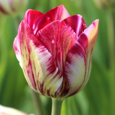 Tulipa 'Inner Wheel' -broken-