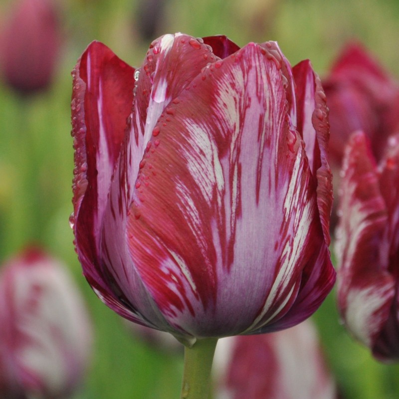 Tulipa 'Inner Wheel' -broken-