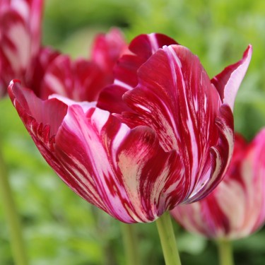 Tulipa 'Inner Wheel' -broken-