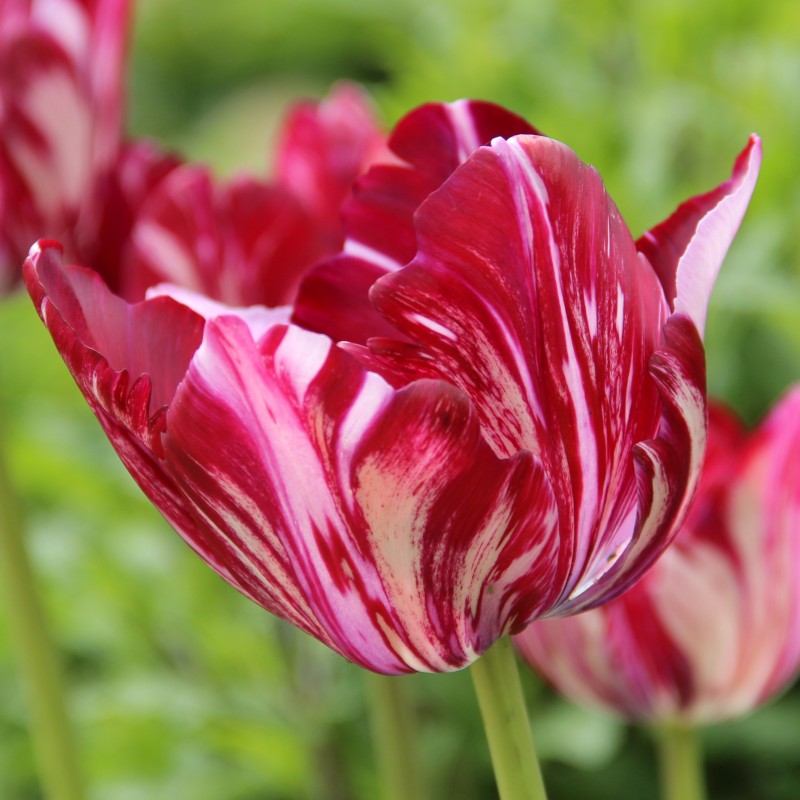 Tulipa 'Inner Wheel' -broken-