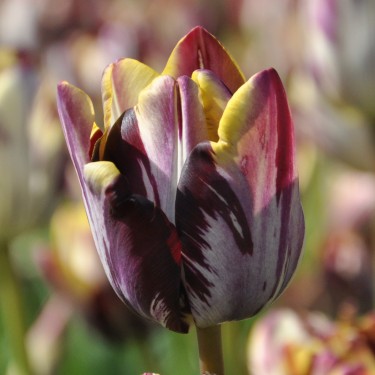 Tulipa 'Insulinde'