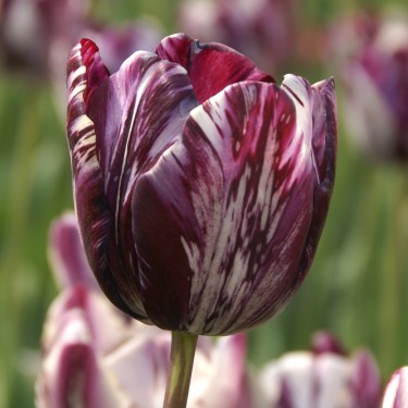 Tulipa 'Insulinde'