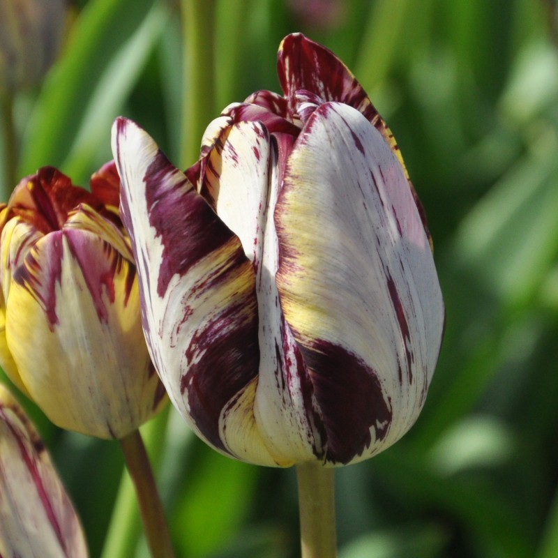 Tulipa 'Insulinde'