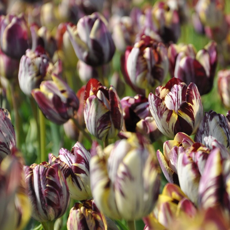 Tulipa 'Insulinde'