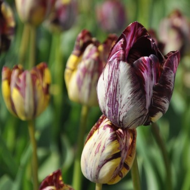 Tulipa 'Insulinde'
