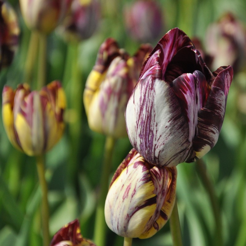 Tulipa 'Insulinde'