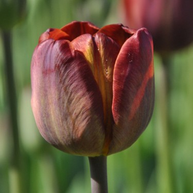 Tulipa 'James Wild'