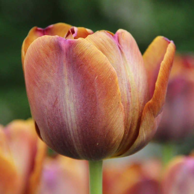 Tulipa 'James Wild'