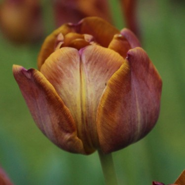 Tulipa 'James Wild'