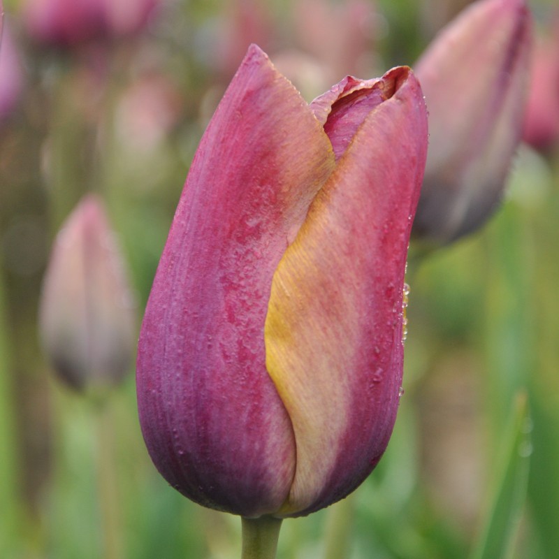 Tulipa 'Je Maintiendrai'