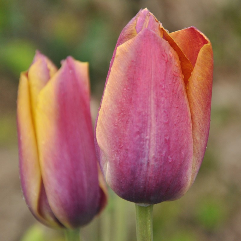 Tulipa 'Je Maintiendrai'