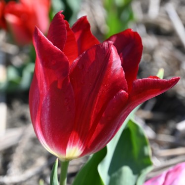 Tulipa 'Joost van den Vondel'