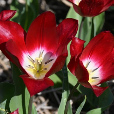 Tulipa 'Joost van den Vondel'