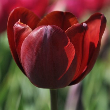 Tulipa 'Jules Favres'